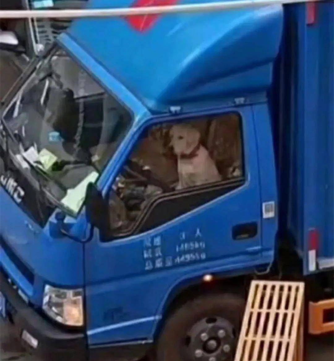 单子|到底是什么大单子，竟然惊动老板亲自出马？狗狗：请叫我董事长！