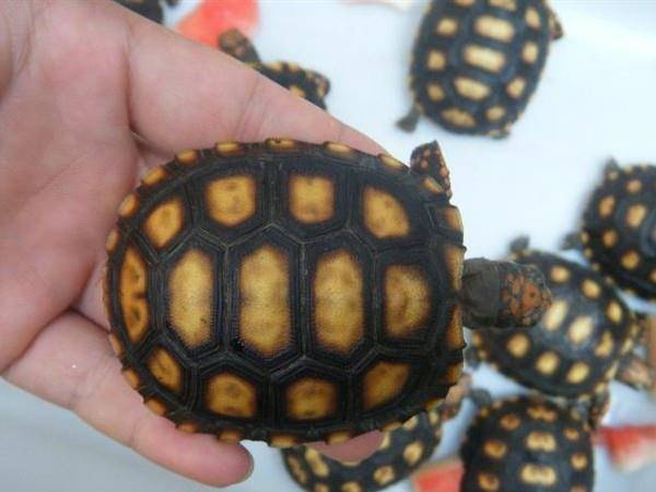 乌龟怎么画最好 d36b4ed57c714679a6c102f67a5abf39.jpeg