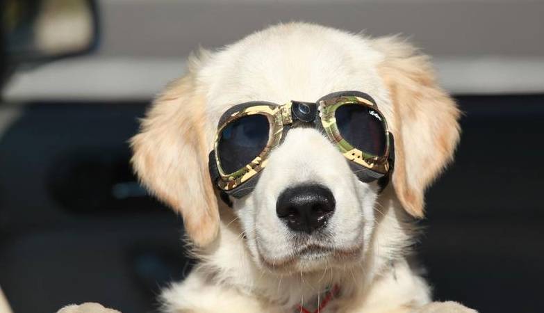 全部都是|养狗之后的心累瞬间:再也不说“累成狗了”,狗才不累呢!