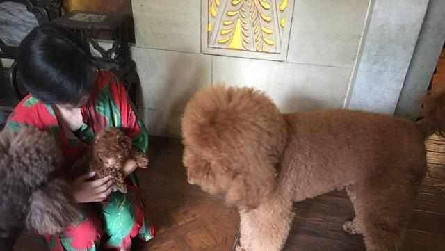 因为|可爱的小泰迪被大狗狗当成零食,真是有趣,爱不释手