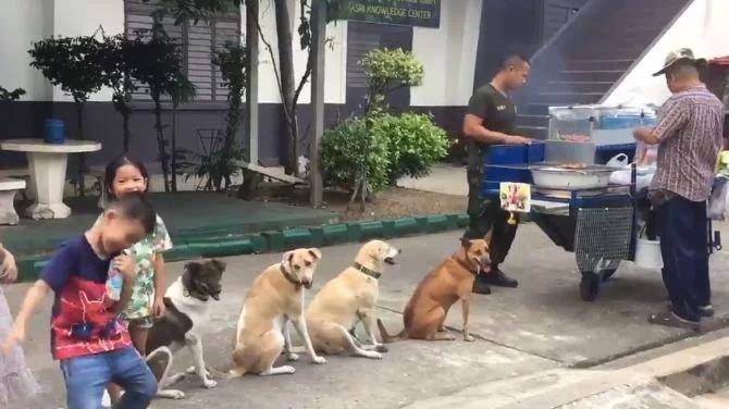 同伴|礼貌狗狗“天天排队”等吃烧烤,老板被萌到送肉肉:它们是招财汪