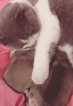 猫咪|俩柯基刚出生被冷的瑟瑟发抖,主人没办法往公猫怀里一放:救救急