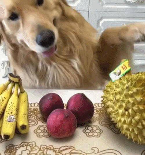 嗅觉排名_十大嗅觉猎犬排名(3)