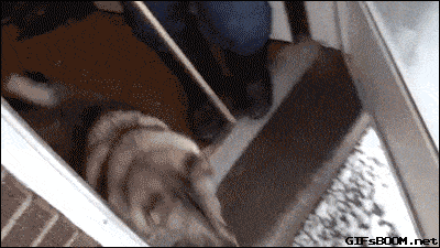 雪地|千万不要在下雪时带狗子出去玩，铲屎官：被自家狗子“蠢哭”了