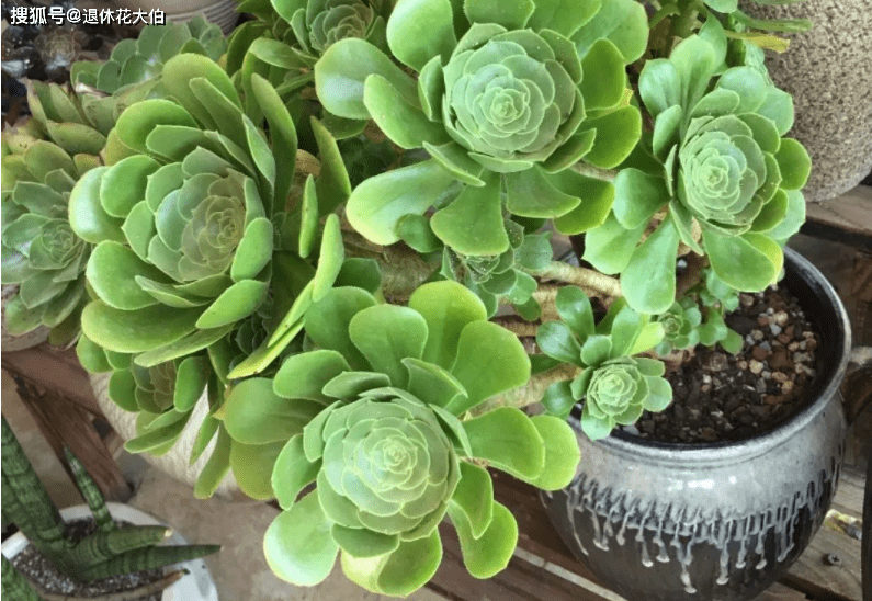 而養殖多肉植物綠羊絨也不例外,所以居家盆栽,當注意儘量地控溫,在