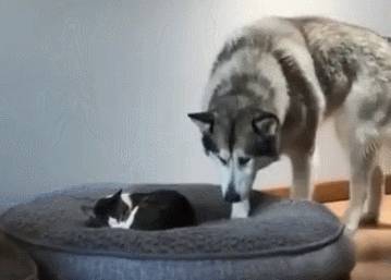 玩具|这哈士奇混的是真差劲，一眼就看出在家的地位，好心酸！