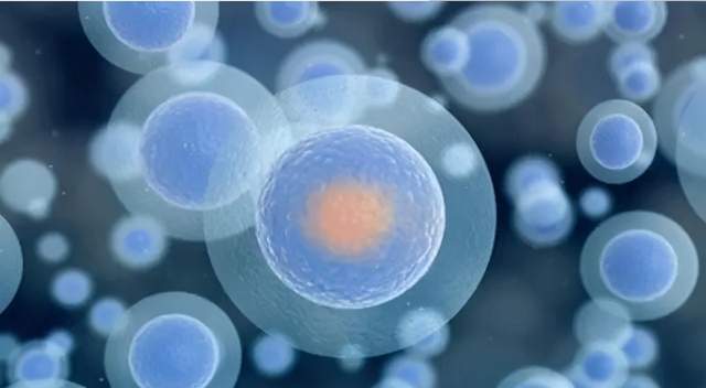 mitoq专注细胞健康实现科学抗老