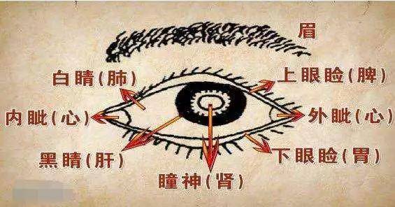 moodrose干货眼部衰老仅4步你在哪一步