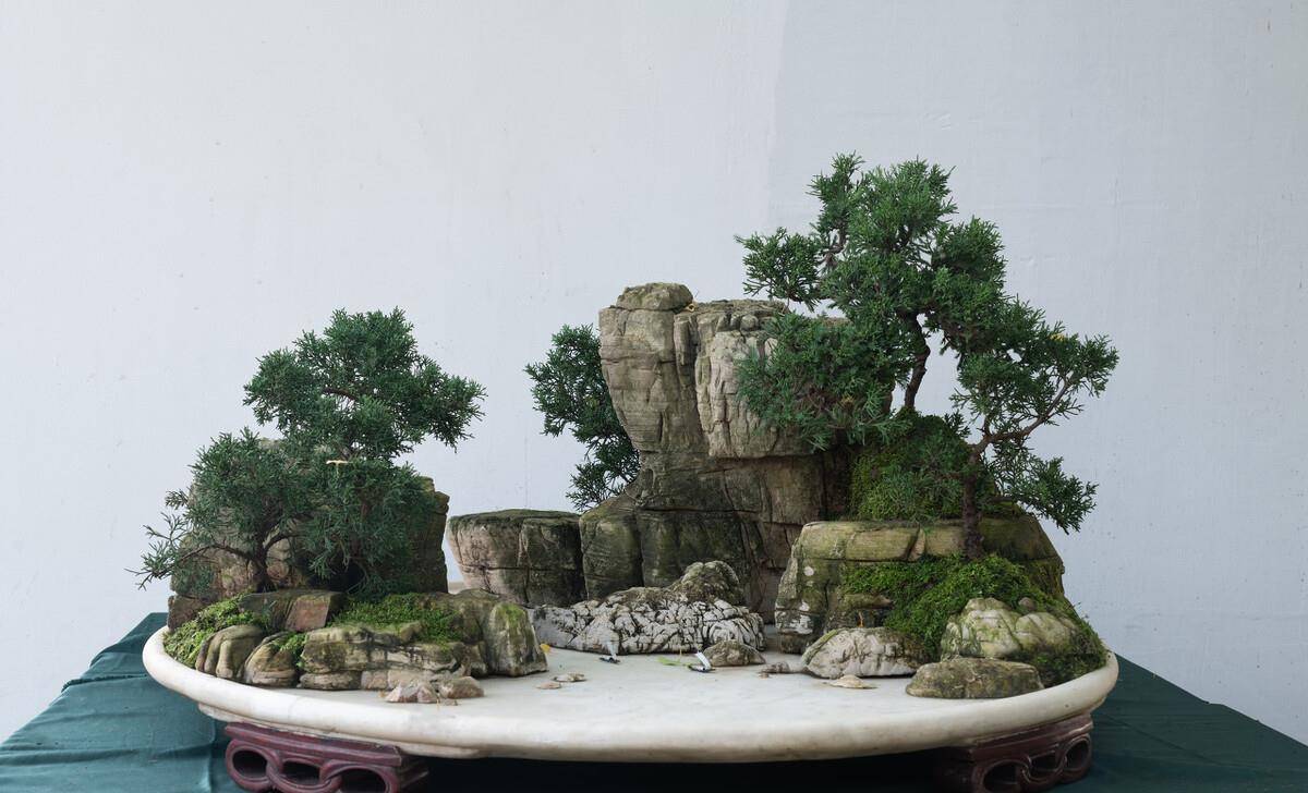 石头和树的盆景图片图片