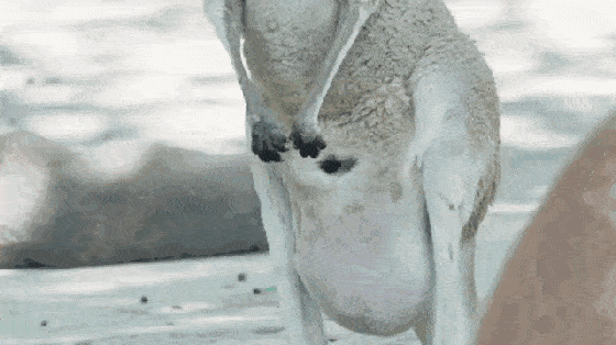 fa8bda701f354c289c1dd4a644a32501.gif