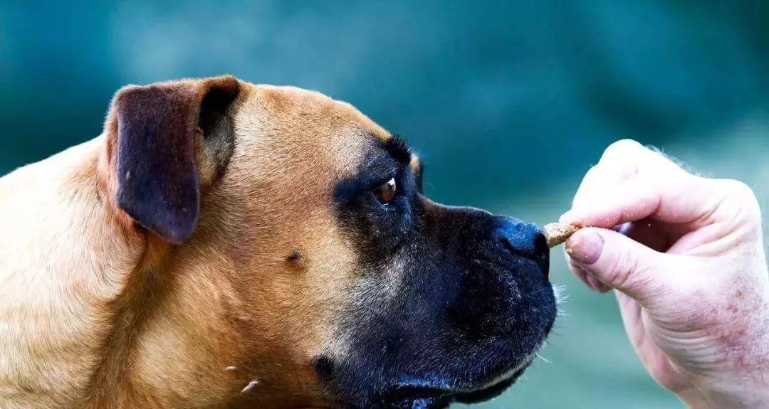 严重|兽医告诉你,什么样的养狗方式是在毁狗?