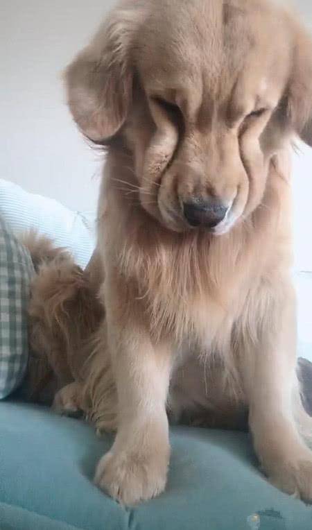 宠物|女子没有给金毛吃零食，金毛失落坐在沙发上，网友：哪里还像条狗
