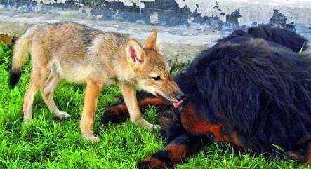 流浪藏獒结成的大獒群,实力远超过大型狼群吗