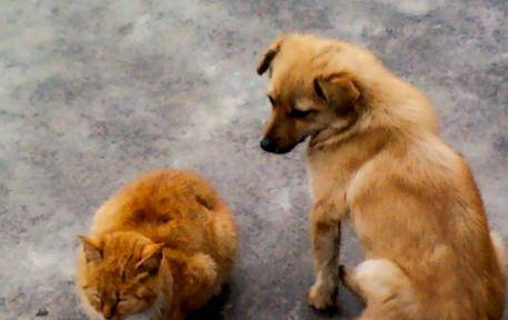 猫跟狗哪个忠诚 28b3d72a058345e581b54be17dbcd1c9.jpeg