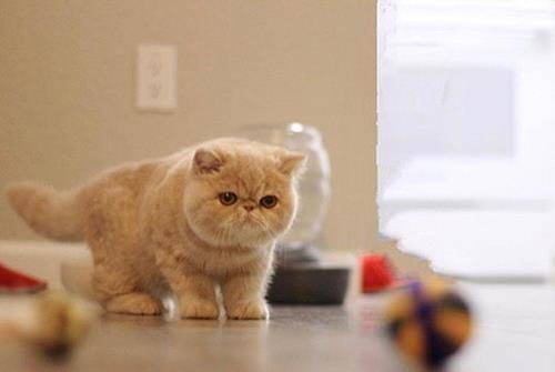 猫咪|宠物猫中的小公主，却是饲养难度大的猫咪，新手铲屎官不建议你养