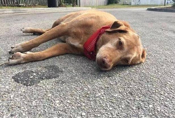 严重|兽医告诉你,什么样的养狗方式是在毁狗?