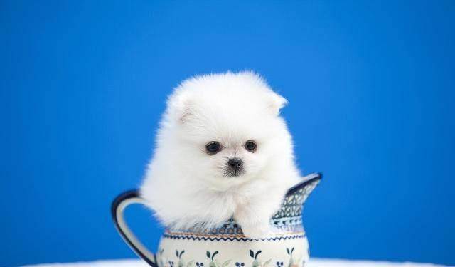 因为|如何正确给博美犬喂食?看完这个,你会恍然大悟