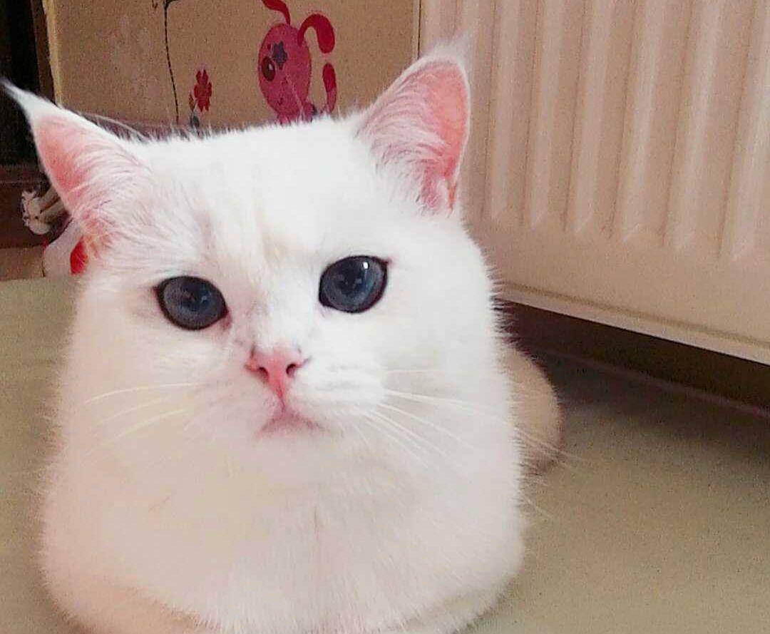 猫咪|猫挑嘴吃零食不吃饭怎么办?这些可以帮到你