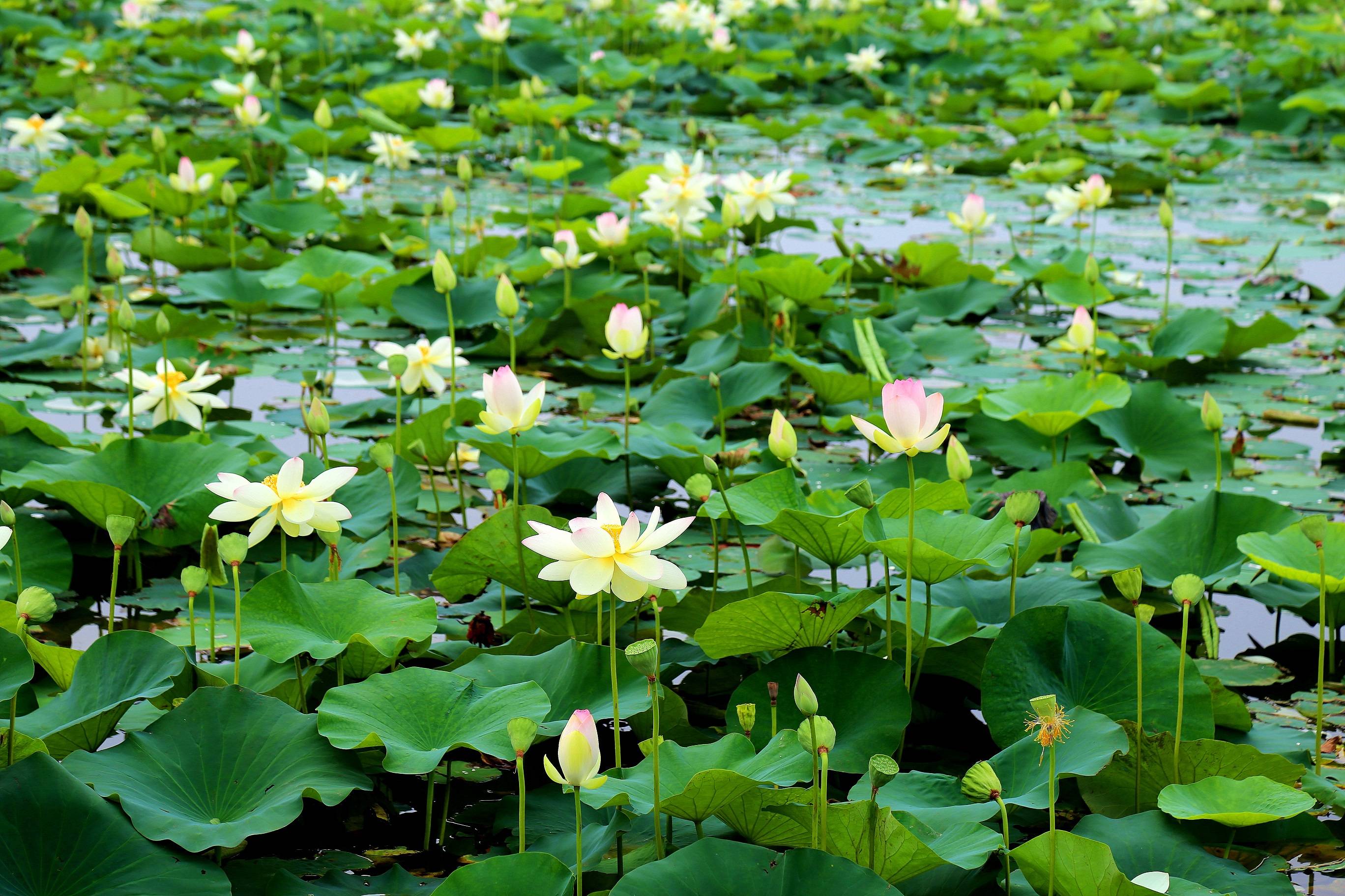 河北唐山夏日限定美景荷花開滿塘