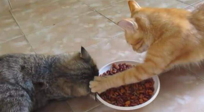 猫咪|猫咪长寿的秘诀,这些事情你做对了吗?