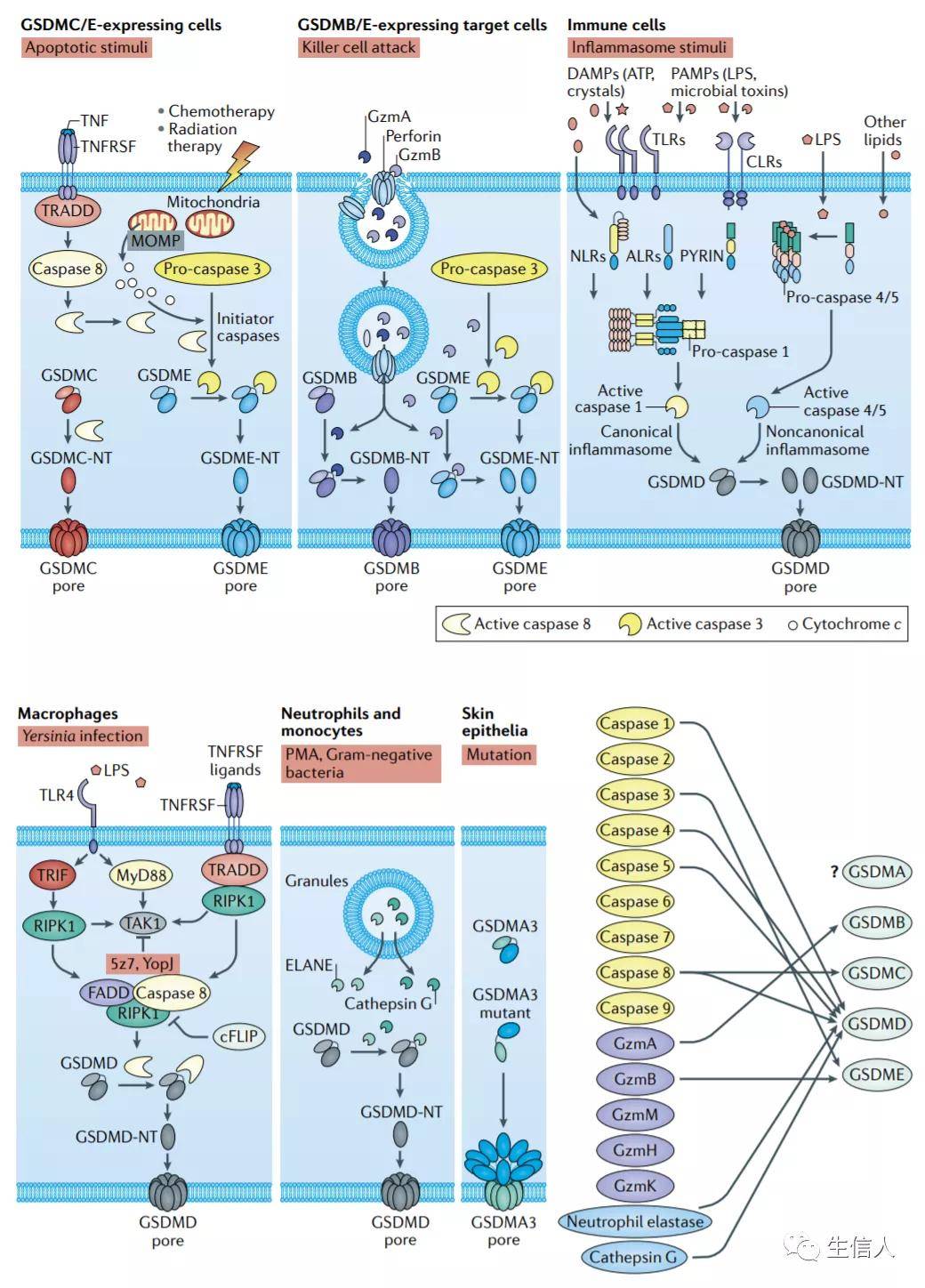 什么是细胞焦亡?