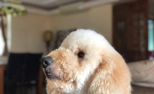 怎么给狗狗剪毛造型 6999c1ea844c440faca95378421b9789.jpeg