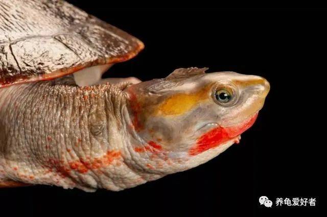 怎么养乌龟才能养的久 79a0904611db417394dfec22e38c286d.jpeg