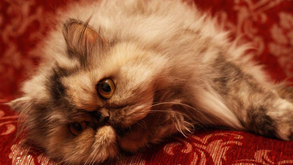 猫咪|六种高颜值适合家养的猫，你家猫又在列上吗