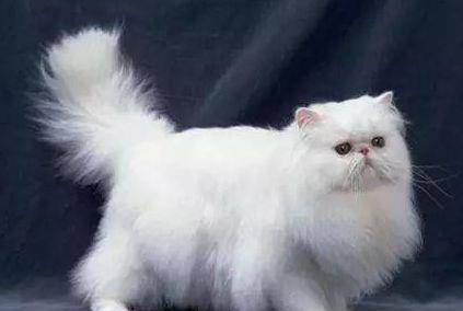 猫咪|盘点世界上脾气最好的猫咪，波斯猫只排第三，第一名妇孺皆知！