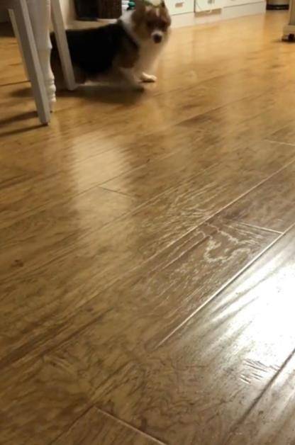 观点评论|柯基笑脸跑到主人身边，中途跑到太快不小心滑倒，网友：漂移失败