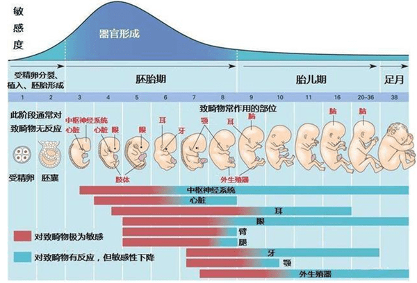 妊娠GDP(2)