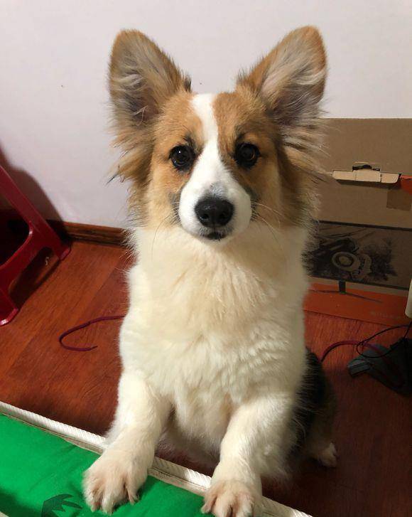 体重|柯基已经从幼犬变成胖子了，摊在床上都不愿意动，就知道吃