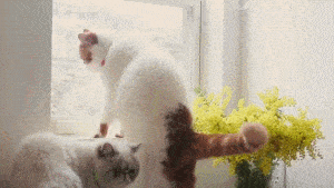 因为|日本两只加菲猫每天愁云满面，只因为主人胆大包天做出这种事