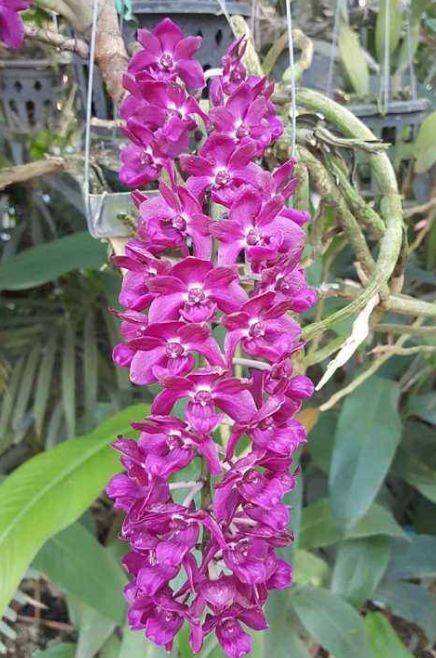 养花就要养出眼前一亮的感觉 不如养一株狐尾兰 简直太漂亮了 植物