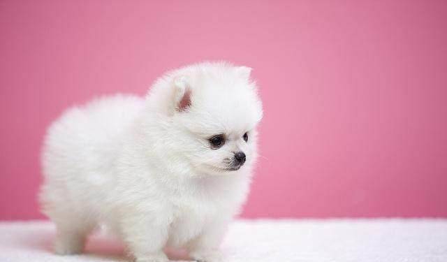 因为|如何正确给博美犬喂食?看完这个,你会恍然大悟