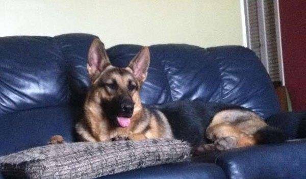 邮差|狗狗从攻击邮差到每天翘首期盼,不久邮差收到心碎回信:把爱延续