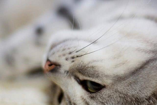 顿就|都说猫咪高冷,那为什么它会在主人熟睡的时候“偷亲”主人呢?