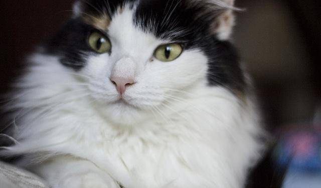 怎么给猫咪洗澡才不伤毛 023f7fefcbda435b81f0b90b6b8e8dea.jpeg