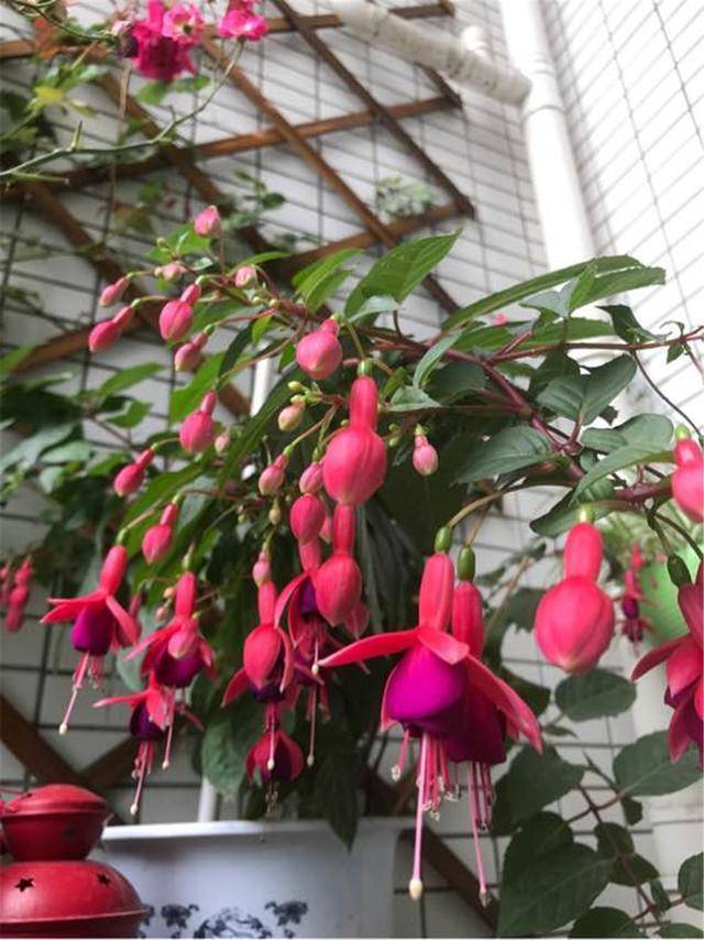 原创养花需"谨慎",客厅养"倒挂金钟",观赏性强又旺宅