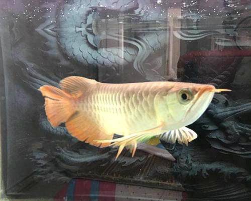 鱼多久可以喂食 5a098118899d4e799b0b1244d29868ef.jpeg