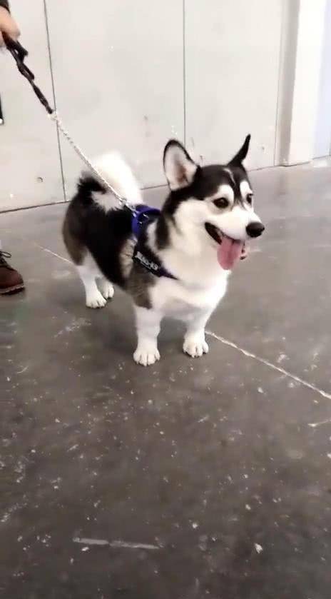 故作神秘|朋友收养了条稀有品种犬，网友看了一眼后，哭笑不得：哈士基？