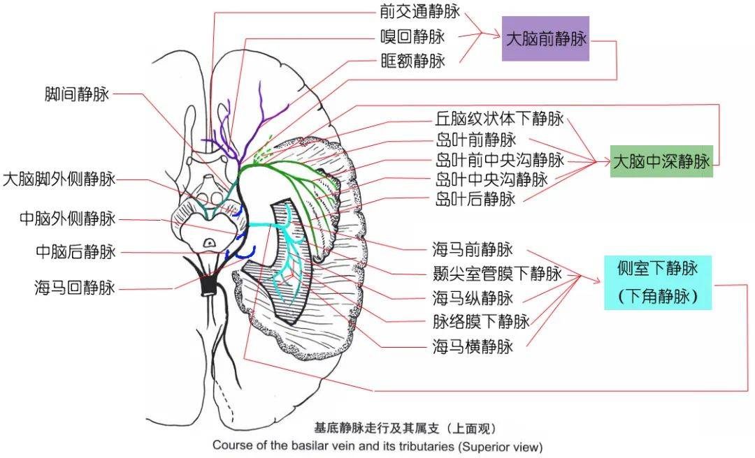 大脑桥静脉示意图图片