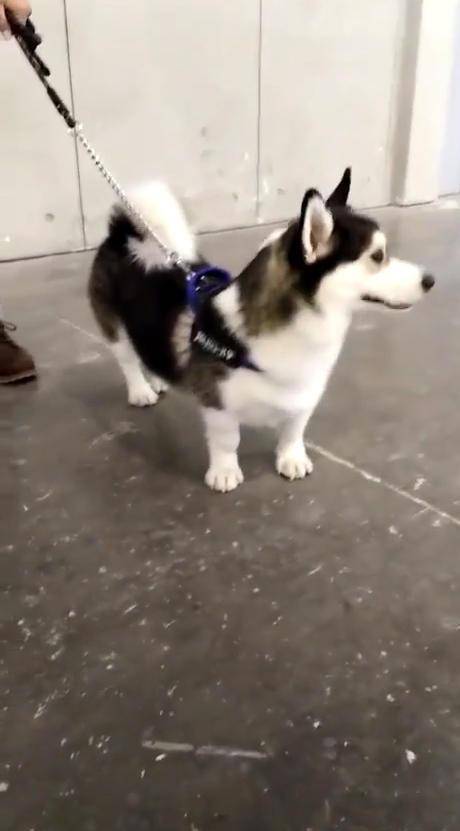 故作神秘|朋友收养了条稀有品种犬，网友看了一眼后，哭笑不得：哈士基？