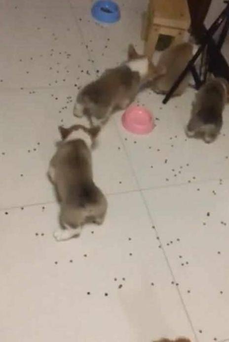 网友|柯基吃饭堪称灾难大片，网友看了之后忍不住笑喷：这才叫扫地基！