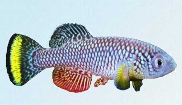 有味道的冷知识 这种小鱼可以吃低龄同类的粪便来延长寿命的 移植