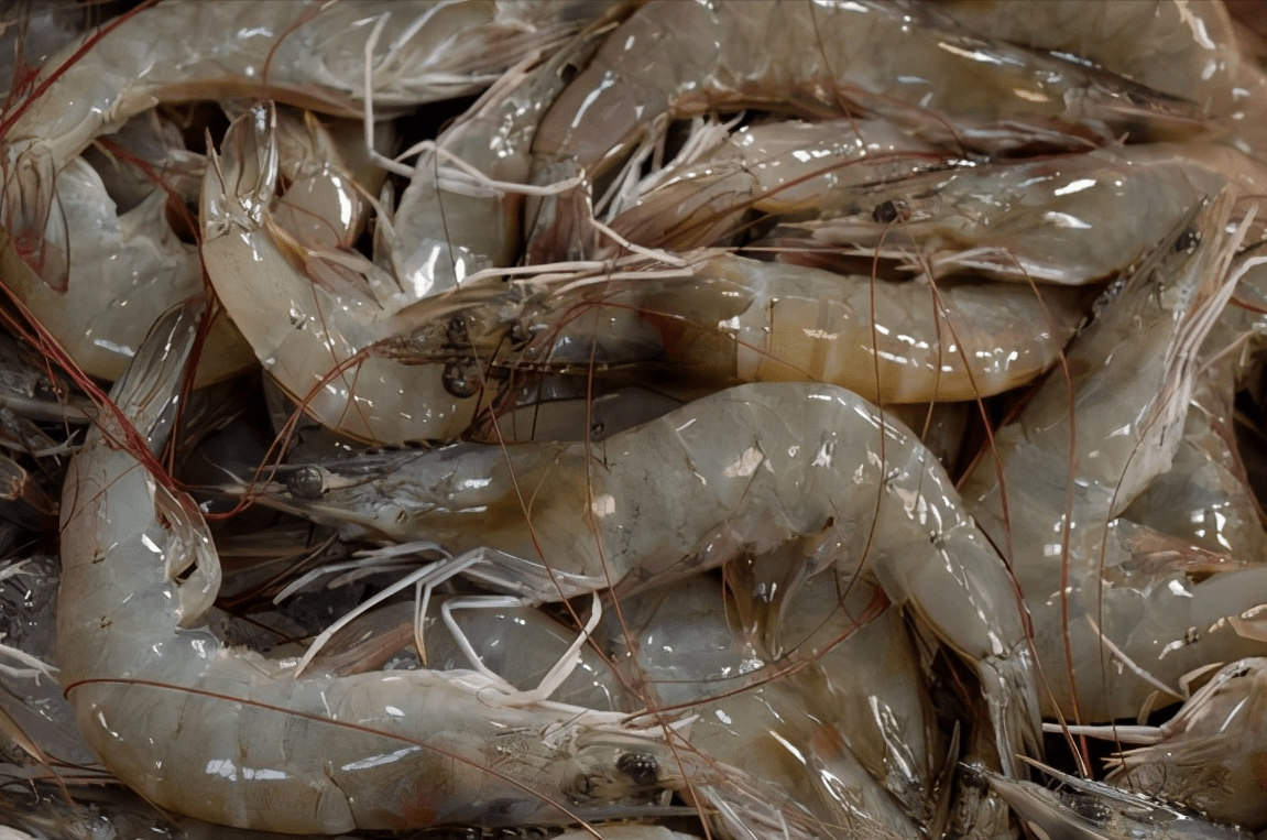 鱼健康使用案例|10年养殖老手教你如何预防对虾肠道类疾病提高对虾