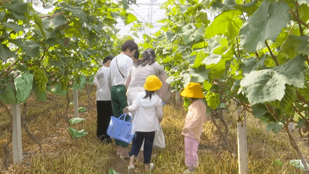 香印青提掛滿枝頭市民體驗採摘樂趣