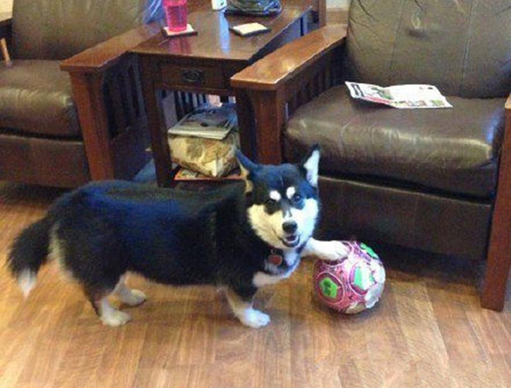 观点评论|柯基的“短腿基因”太强大，跟它混血的狗全像被“砍去一半腿”