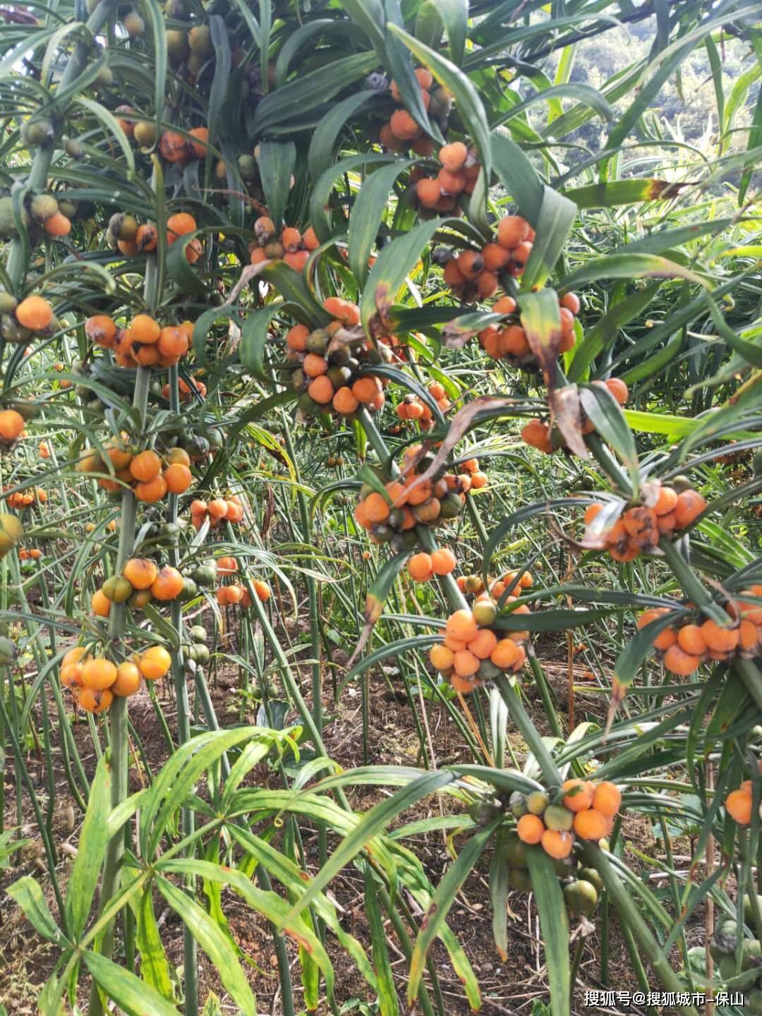 滇黄精果实腾冲市通三泰农业发展有限公司研发推出腾冲黄精系列产品已