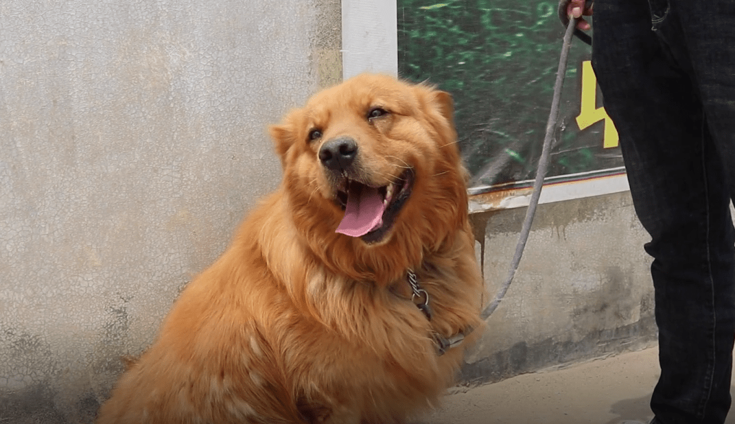 原创山东大哥用腿训狗可金毛被卖时却赖在地上不愿走狗狗因为你是我的